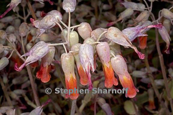 kalanchoe laxiflora 5 graphic